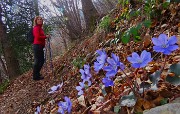 47 Hepatica nobilis-Erba trinità